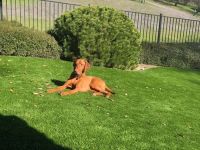 Dog relaxing on pet-friendly artificial grass lawn in Austin, Texas